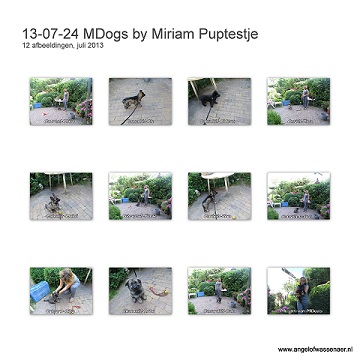 Kleine pup test by Miriam van MDogs